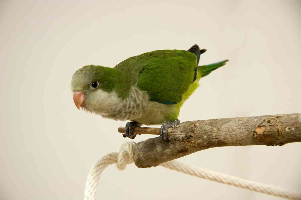 Quaker Parrots: Are These Chatty Birds For Sale At Petco? - Embora Pets