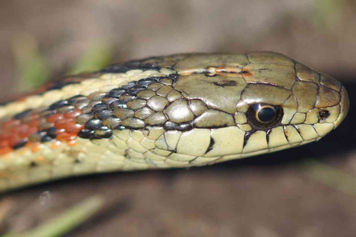 Garter Snakes At Petco Find Out If Your Slithery Friend Awaits You! Embora Pets