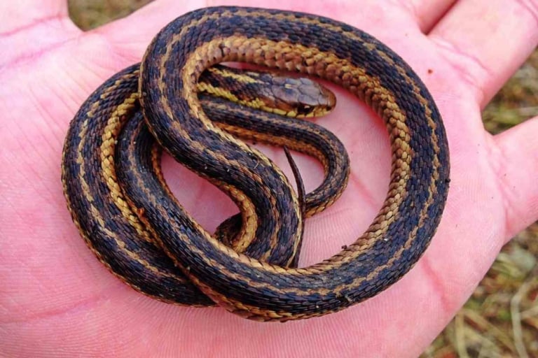 Garter Snakes At Petco Find Out If Your Slithery Friend Awaits You