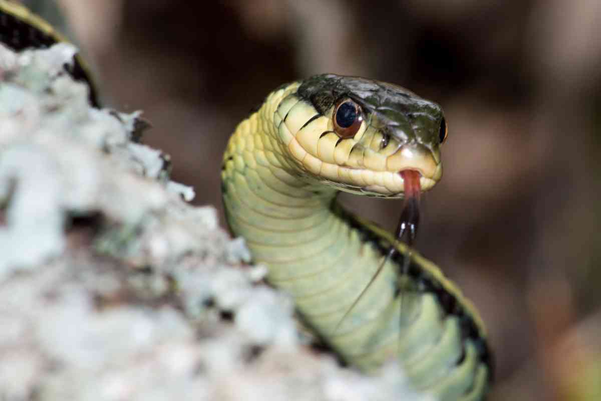 Garter Snakes At Petco Find Out If Your Slithery Friend Awaits You