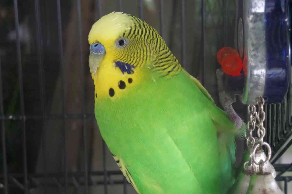 Petco Budgies: Are These Colorful Birds Available at Your Local Store ...