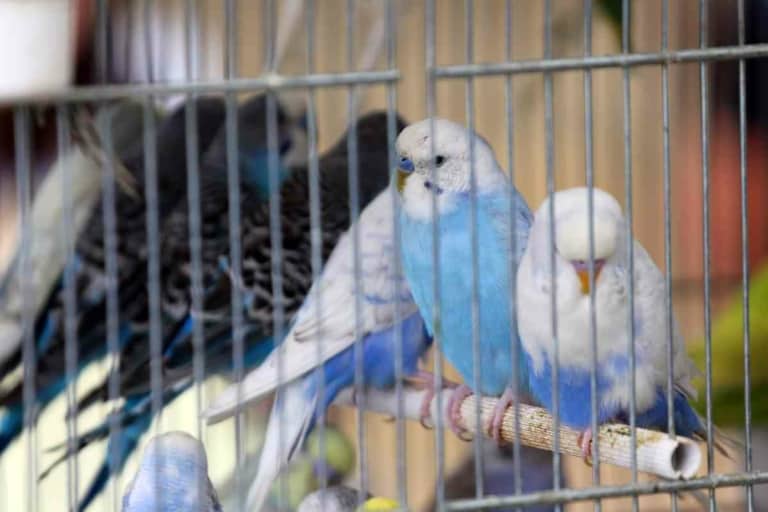 Petco Budgies: Are These Colorful Birds Available at Your Local Store?