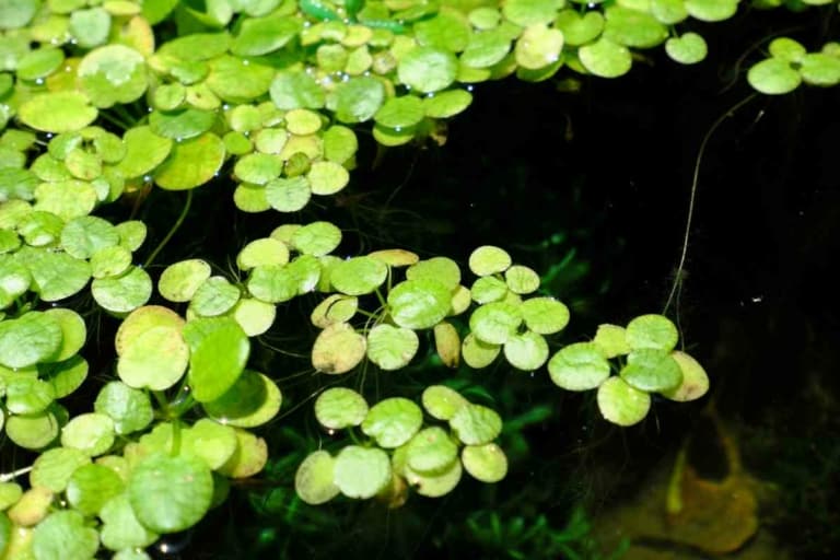 Looking For Duckweed? Discover If Petco Has You Covered!