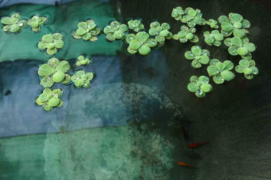 Petco duckweed Looking For Duckweed? Discover If Petco Has You Covered!