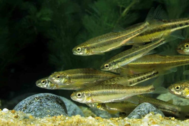 Mosquito Fish Is Petco The GoTo Source For These Useful Creatures