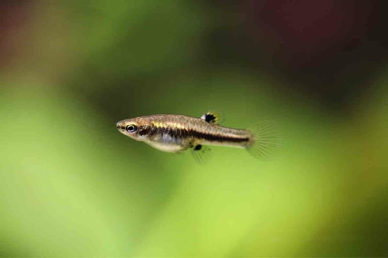 Mosquito Fish Is Petco The GoTo Source For These Useful Creatures