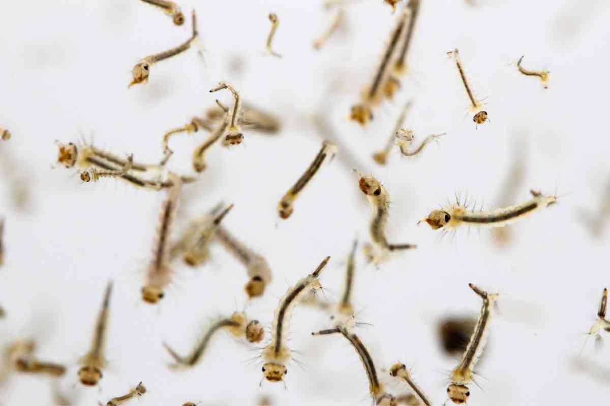 Mosquito Fish Is Petco The GoTo Source For These Useful Creatures