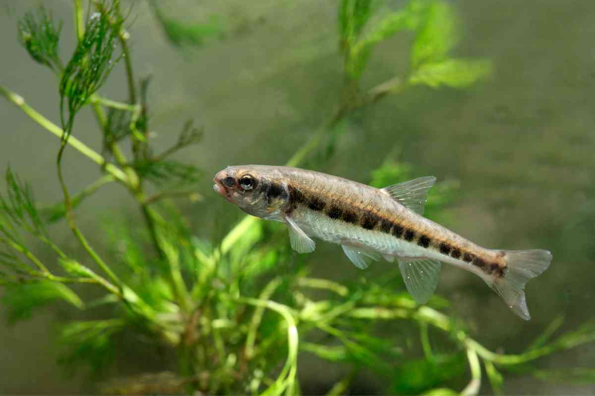 does-petco-sell-minnows-embora-pets