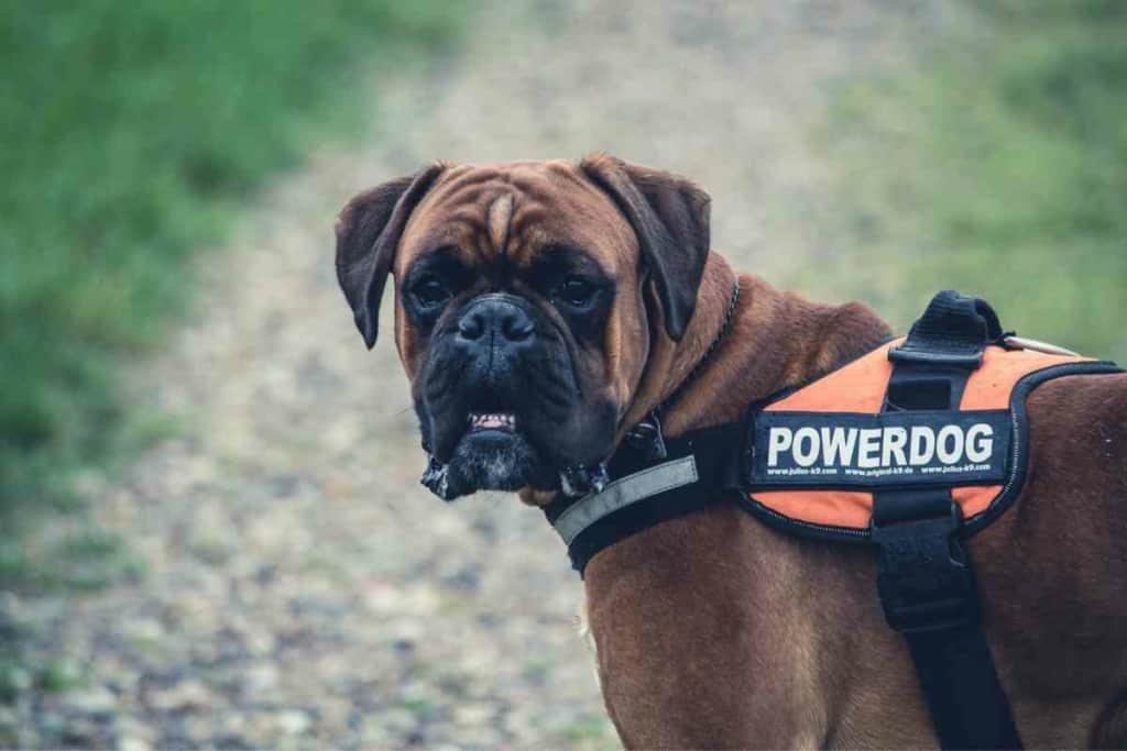 Does Petco Sell service dog vests 1 Does Petco sell service dog vests?