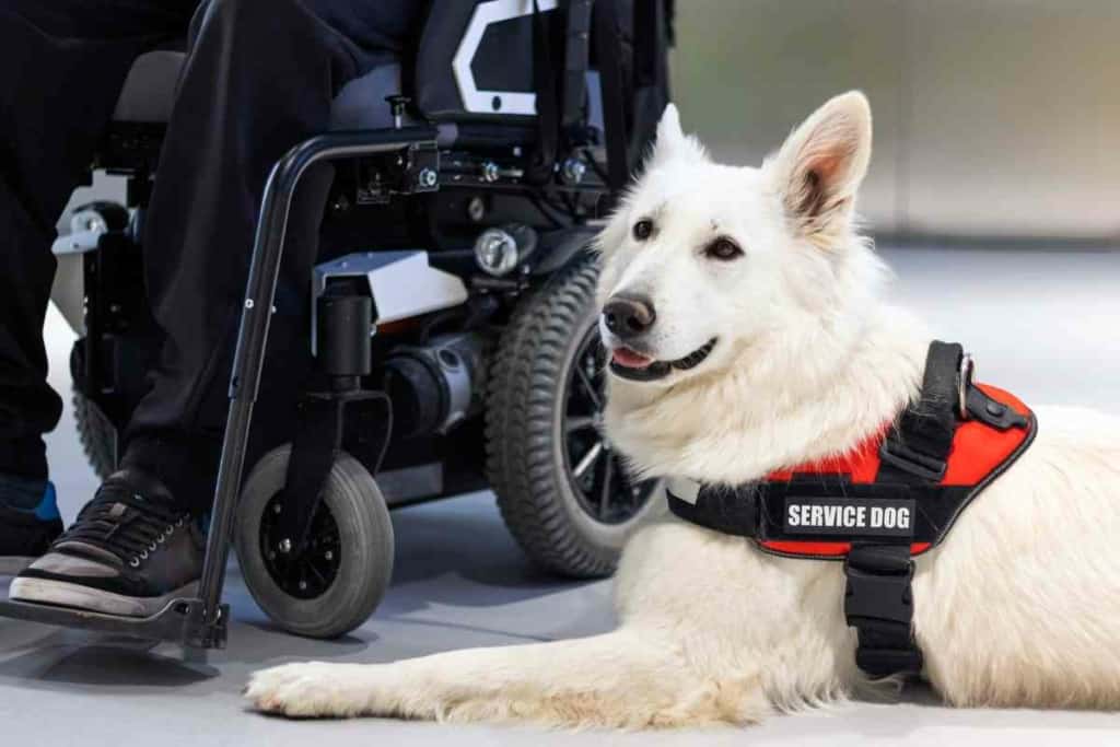 Does Petco sell service dog vests Embora Pets