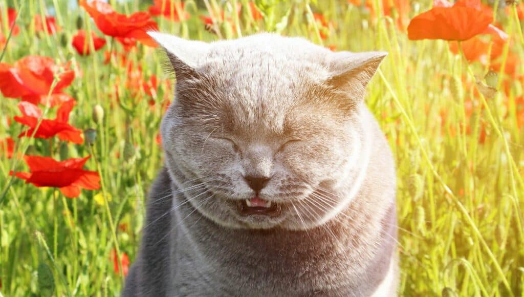 Why is My Cat Sneezing 2 Why is My Cat Sneezing: Veterinary Advice for Your Cat