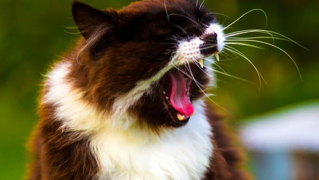 Why is My Cat Sneezing 3 Why is My Cat Sneezing: Veterinary Advice for Your Cat
