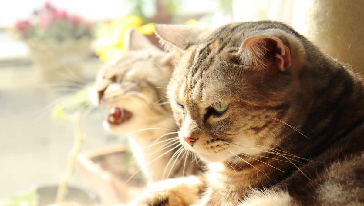 Why is My Cat Sneezing Veterinary Advice for Your Cat Embora Pets